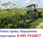 Услуги трактора по покосу борщевика ,  покос бурьяна Московская область
